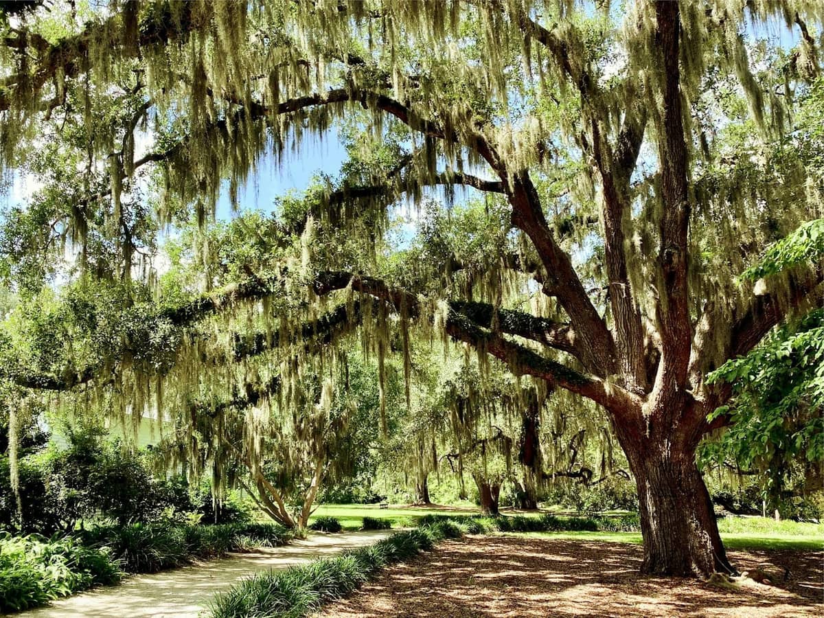 Sunlit garden scene with large live oak trees draped in Spanish moss and winding paths beneath their canopy.