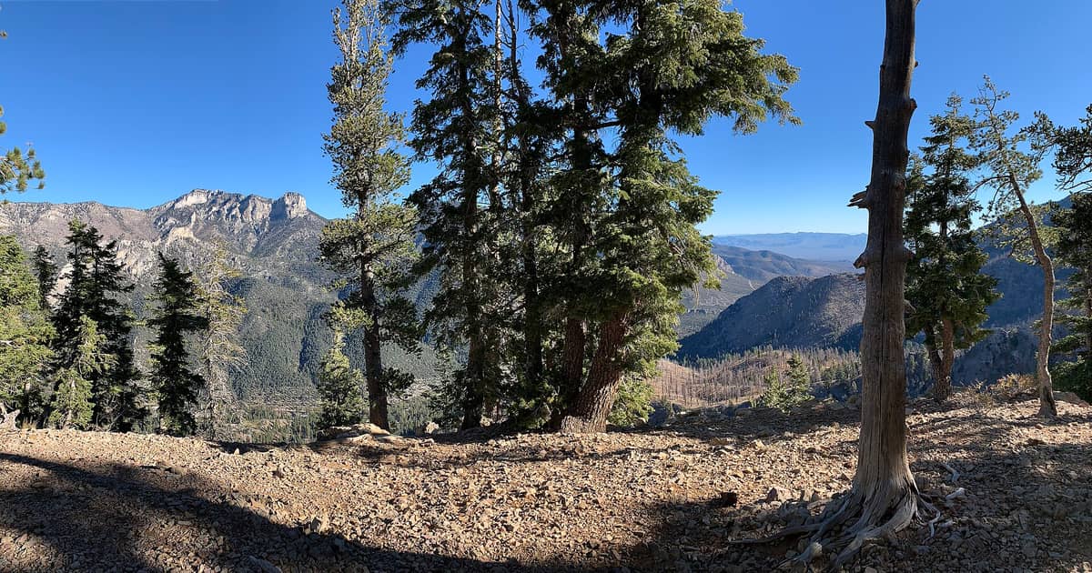 Panorama puncak Gunung Charleston yang terjal serta lereng berhutan pinus, dengan pepohonan di depan dan langit biru cerah di kawasan Spring Mountains, Nevada.