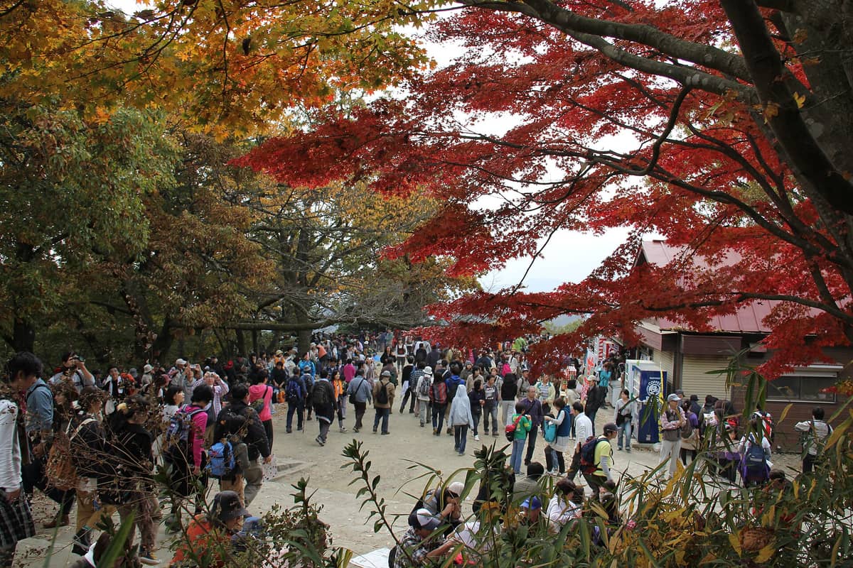 Crowds of people enjoying autumn foliage with vivid red and orange leaves at the summit area of Mount Takao in Tokyo, Japan.