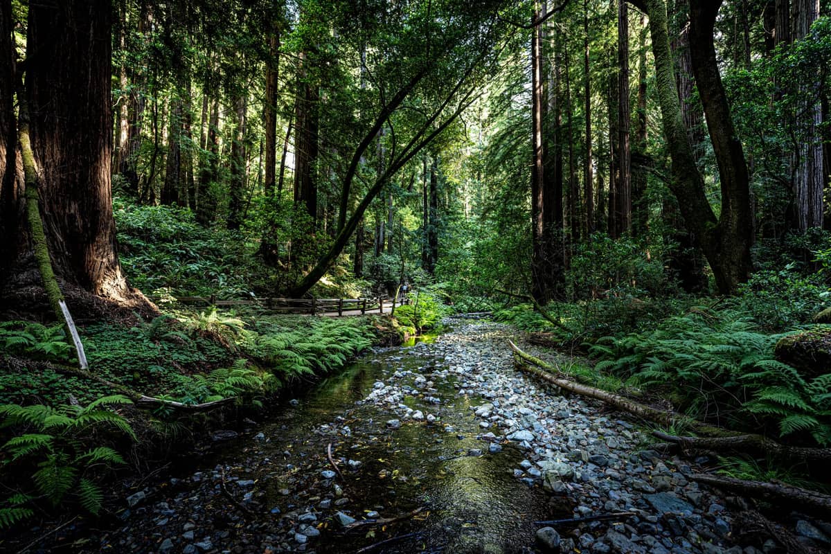 Una escena tranquila en el Monumento Nacional Muir Woods con imponentes secuoyas, helechos exuberantes, un arroyo rocoso y un puente de madera bajo una luz suave.