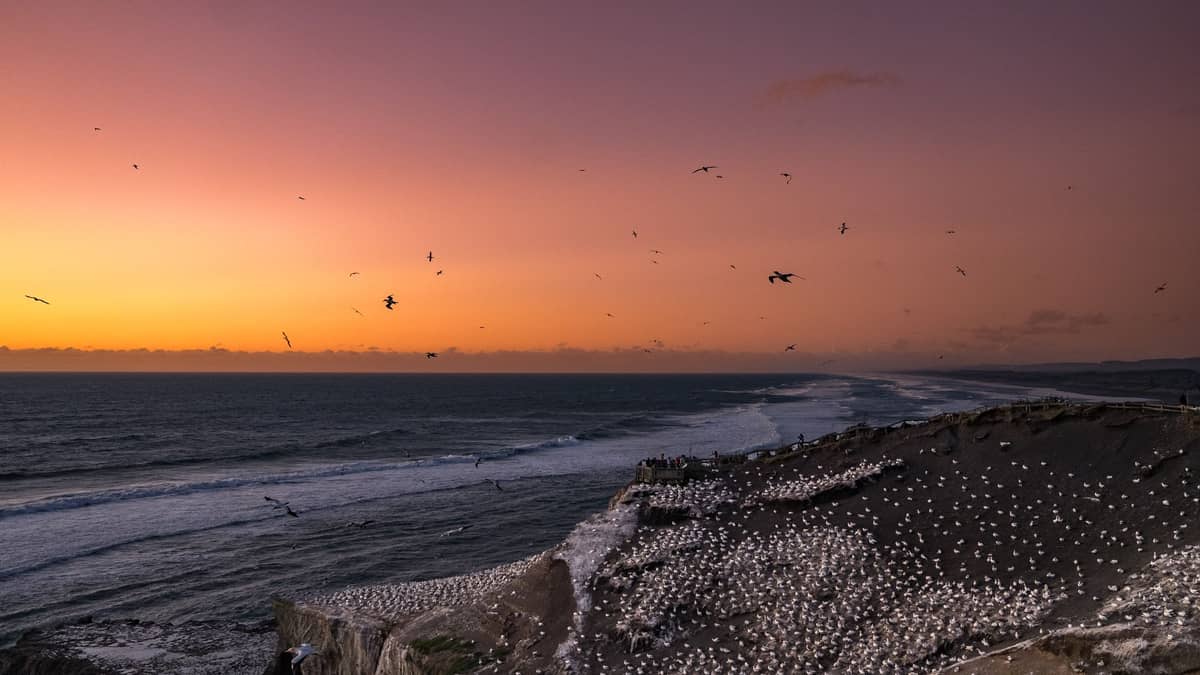 Weiter Blick auf die raue Küstenlinie von Muriwai Beach bei Sonnenuntergang mit einer großen Australasischen Tölpelkolonie auf den dramatischen Klippen und Hunderten von Vögeln über dem Meer.