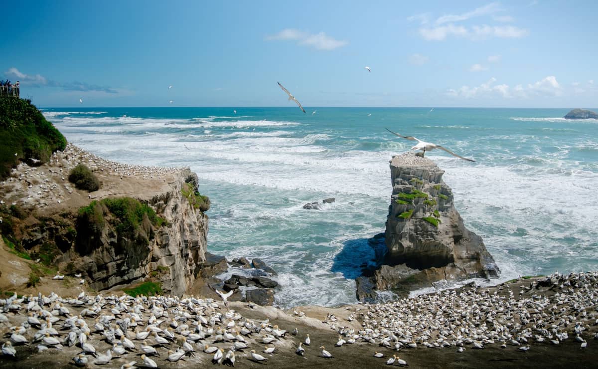 Blick auf die Muriwai-Tölpelkolonie mit Tausenden nistenden Tölpeln auf Meeresfelsklippen über den Wellen – australasische Tölpel auf Felsen und einem markanten Meeresfelsen.