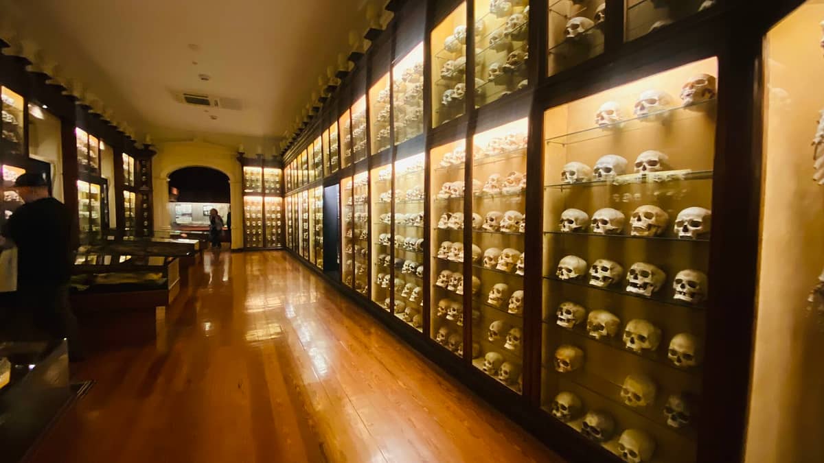Внутренний вид El Museo Canario: ярко освещённые стеклянные витрины вдоль стен с одной из крупнейших в Европе коллекций древних черепов гуанчей.
