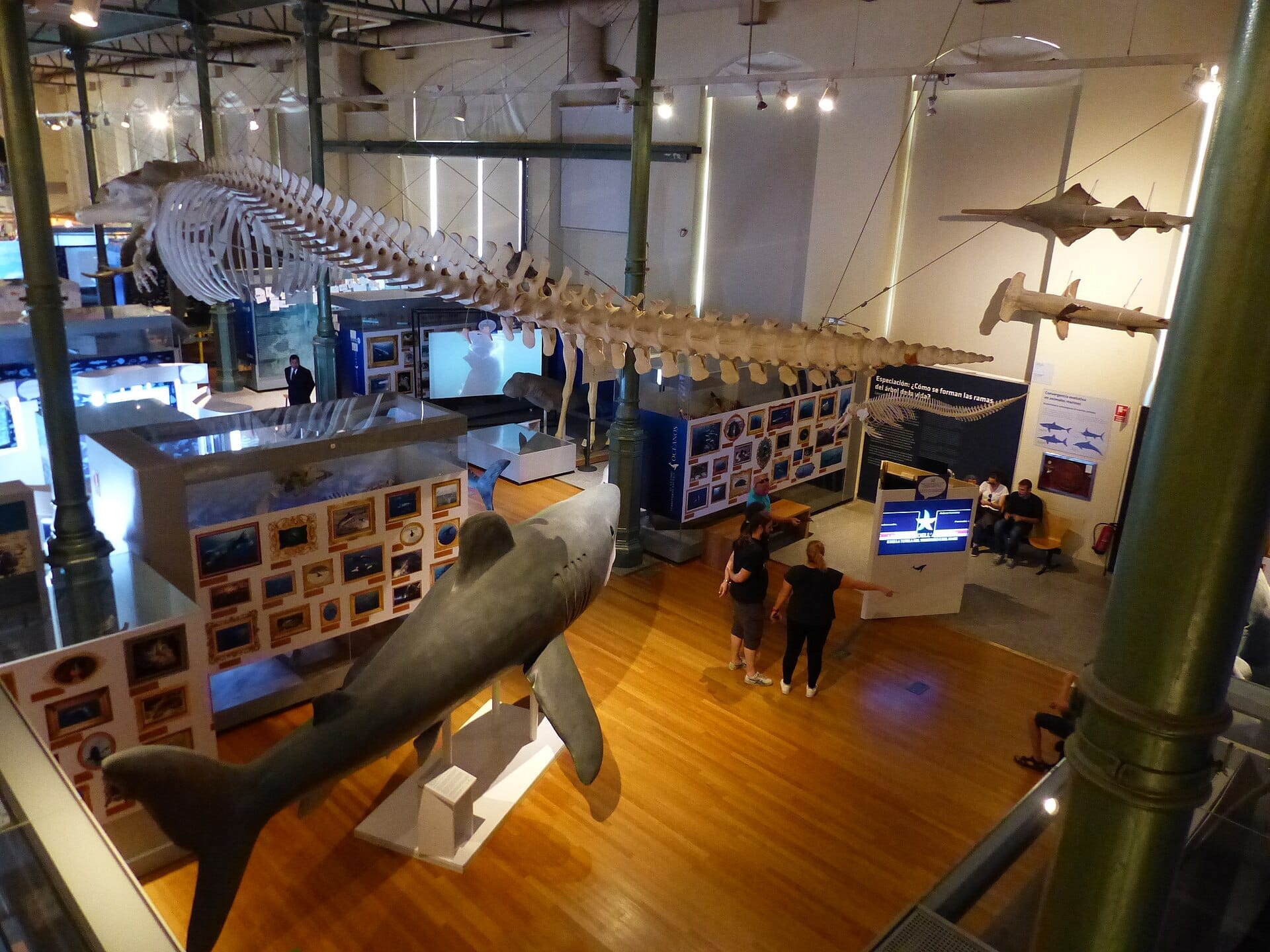 Sala espositiva del Museo Nacional de Ciencias Naturales con grandi scheletri di animali marini e modelli realistici esposti sopra i visitatori.