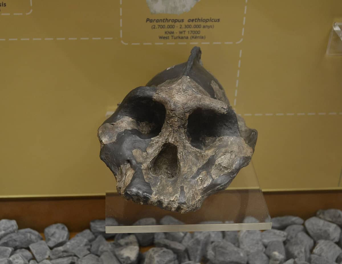 Cranio di ominide fossilizzato esposto al Museo de Prehistoria de Valencia, su uno sfondo giallo da esposizione con etichette.