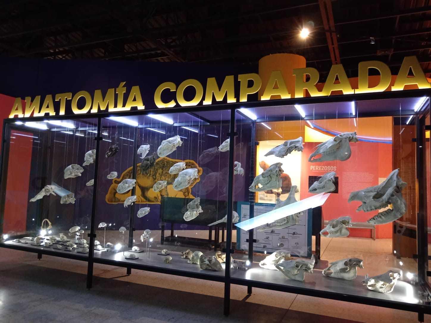 Teca in vetro con crani di animali fossilizzati nella mostra 'Anatomía Comparada' al Museo de Paleontología de Guadalajara.