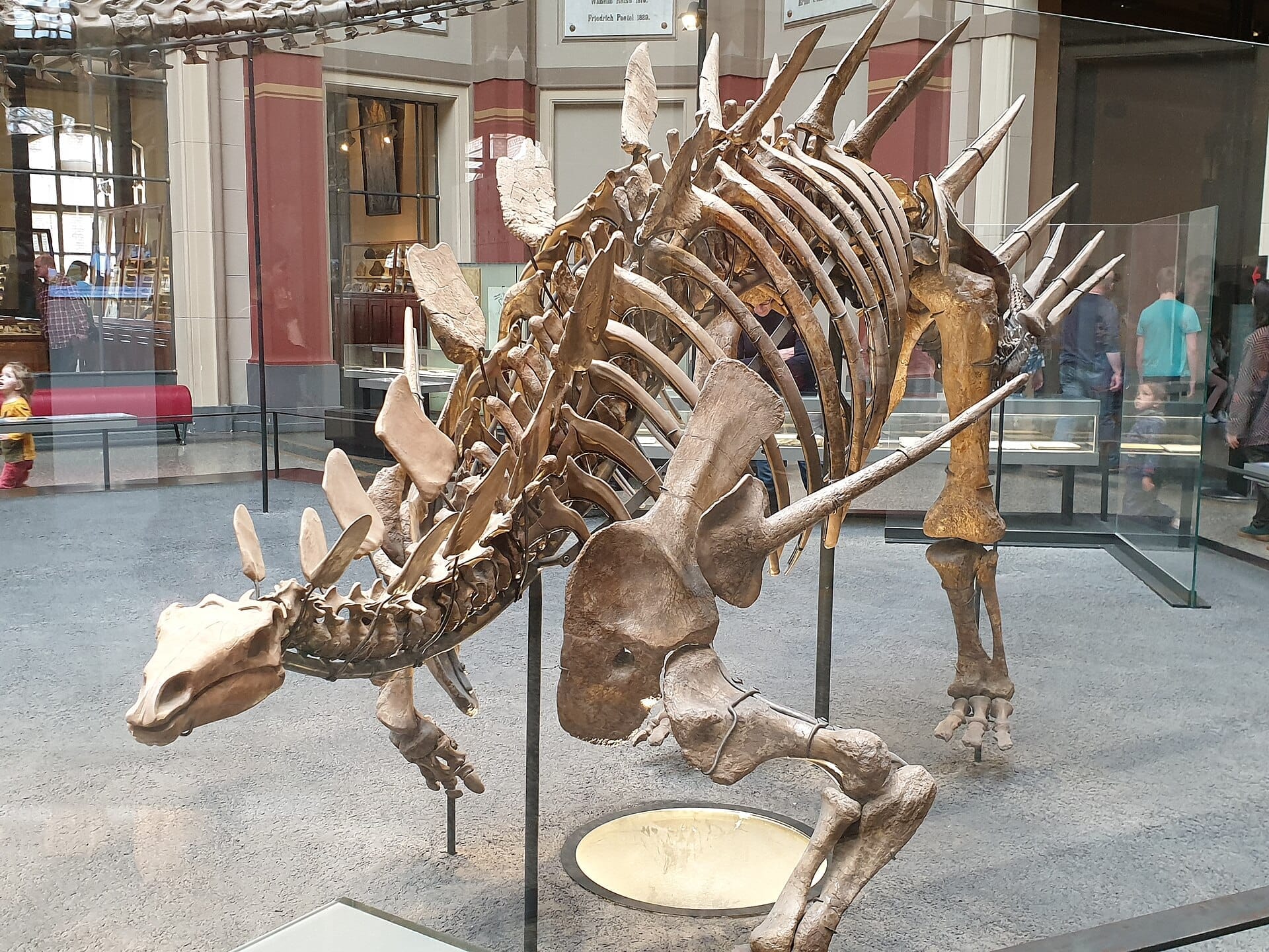 Esposizione di scheletro di dinosauro al Museum für Naturkunde Berlin, con barriere in vetro e visitatori che esplorano la luminosa e spaziosa sala espositiva.
