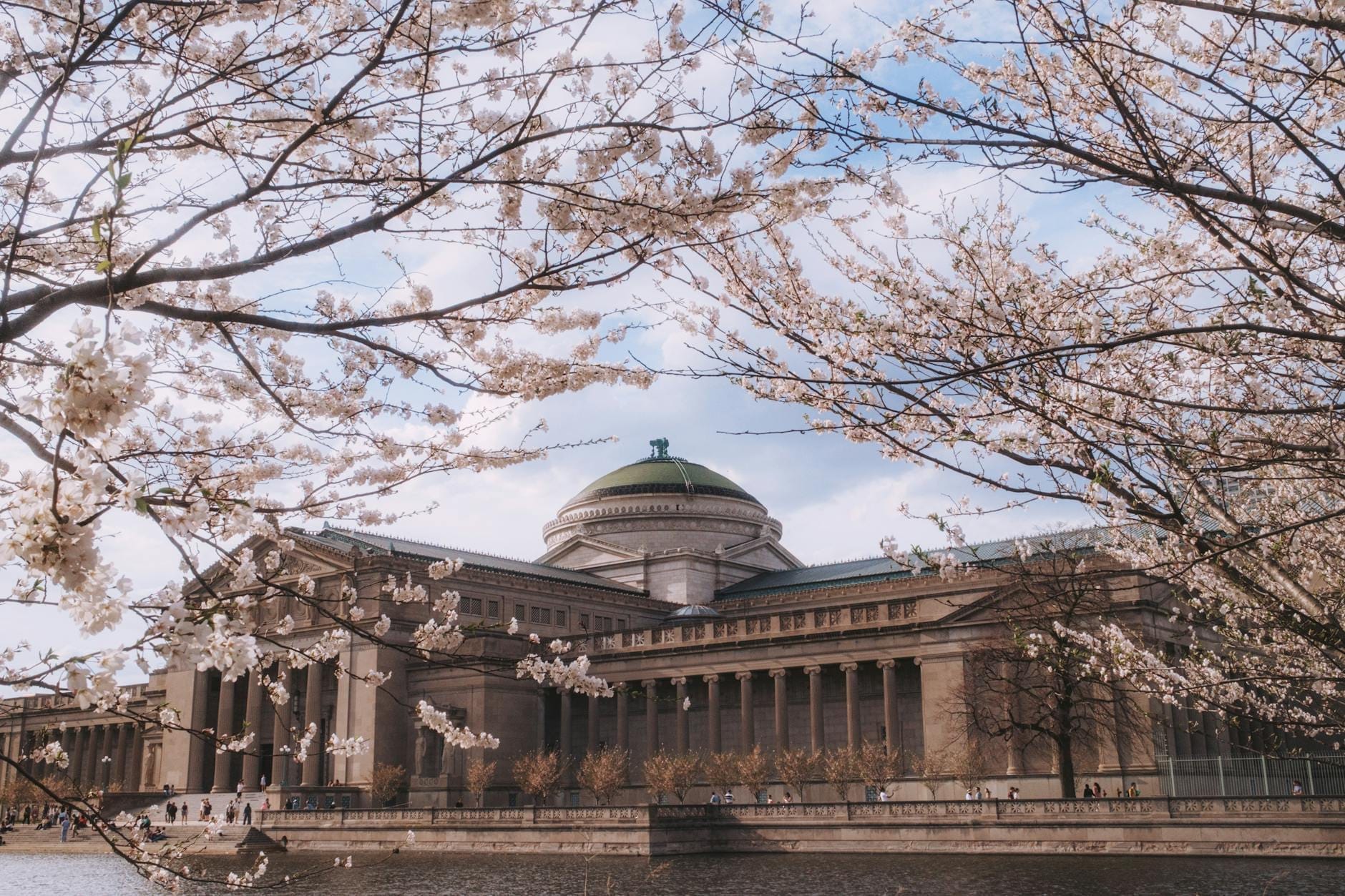 Il Griffin Museum of Science and Industry in stile Beaux-Arts incorniciato da ciliegi in fiore, con la cupola sullo sfondo di un cielo azzurro a Chicago.