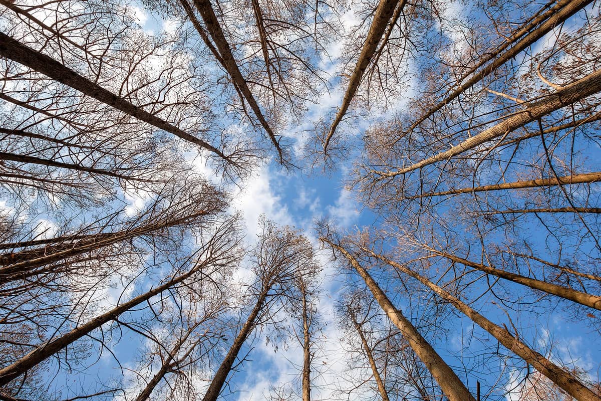 View looking up through tall, leafless metasequoia trees toward the blue sky at Osaka Nagai Botanical Garden, highlighting the winter forest atmosphere.