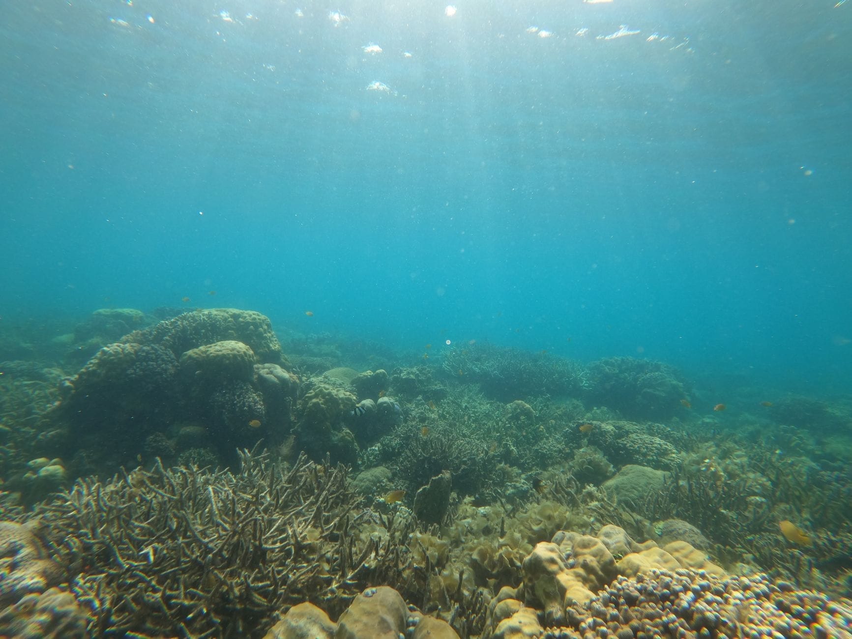 วิวใต้น้ำของแนวปะการังสีสันสดใสและปลาตัวเล็กที่ Nam O Reef, ดานัง พร้อมแสงอาทิตย์ส่องผ่านน้ำสีฟ้าใส