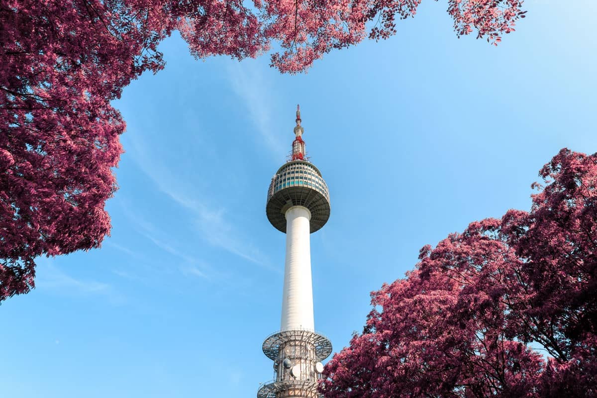 A N Seoul Tower se ergue atrás de árvores com folhas cor-de-rosa sob um céu azul limpo, vista da montanha Namsan em Seul, Coreia do Sul.