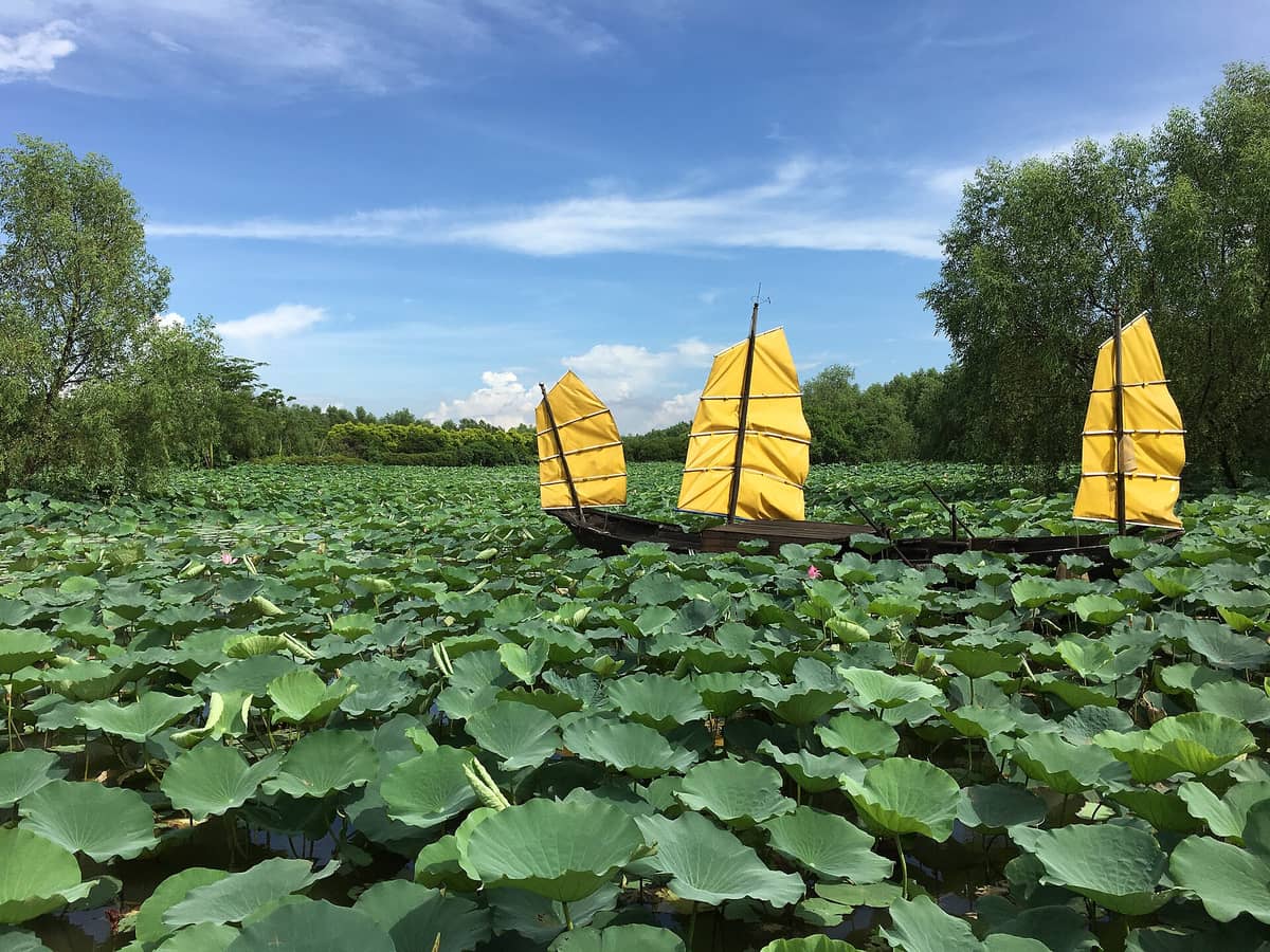 A wide expanse of lotus plants in water, bordered by mangrove trees, with a traditional boat with bright yellow sails under a blue sky at Nansha Wetland Park.