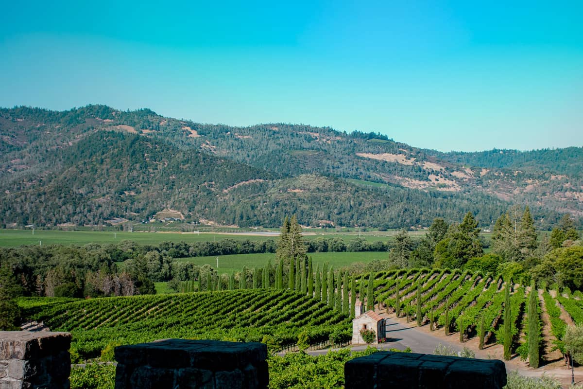 Viñedos en Napa Valley con largas hileras de vides verdes que se extienden hacia colinas boscosas y montañas bajo un cielo azul despejado.