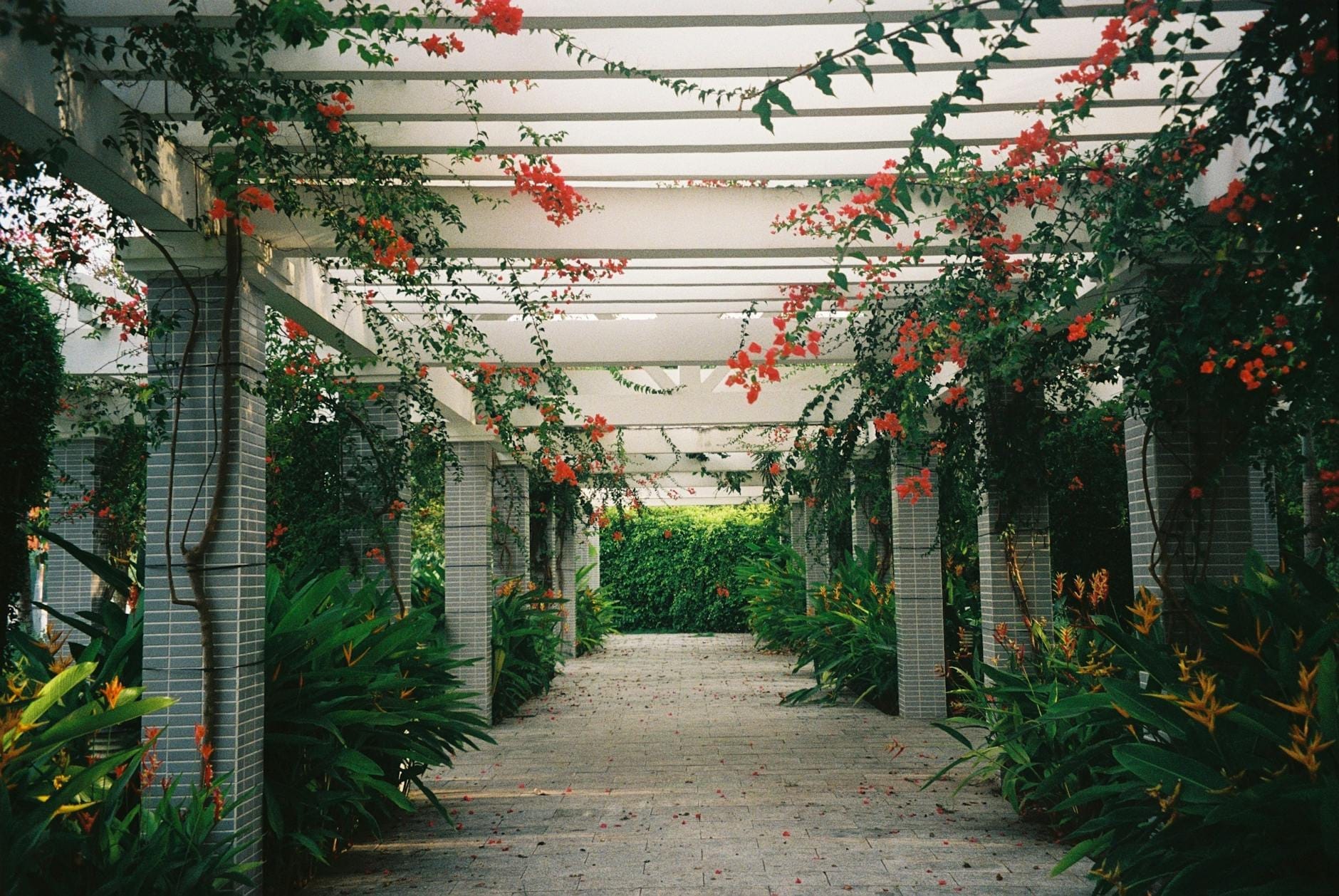 Un suggestivo vialetto del giardino con una pergola bianca ricoperta di rampicanti in fiore, circondato da una rigogliosa vegetazione e fiori tropicali.