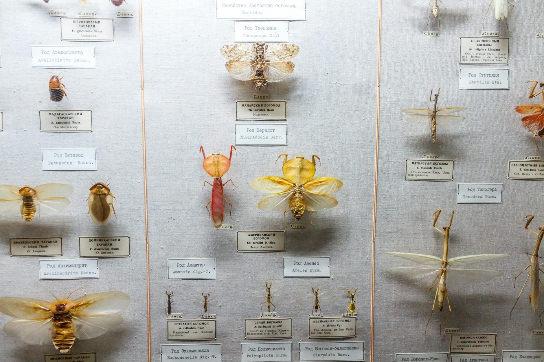 Primo piano di una teca espositiva piena di insetti conservati di varie specie — coleotteri, farfalle e libellule — ciascuno etichettato con il nome scientifico in un contesto museale.