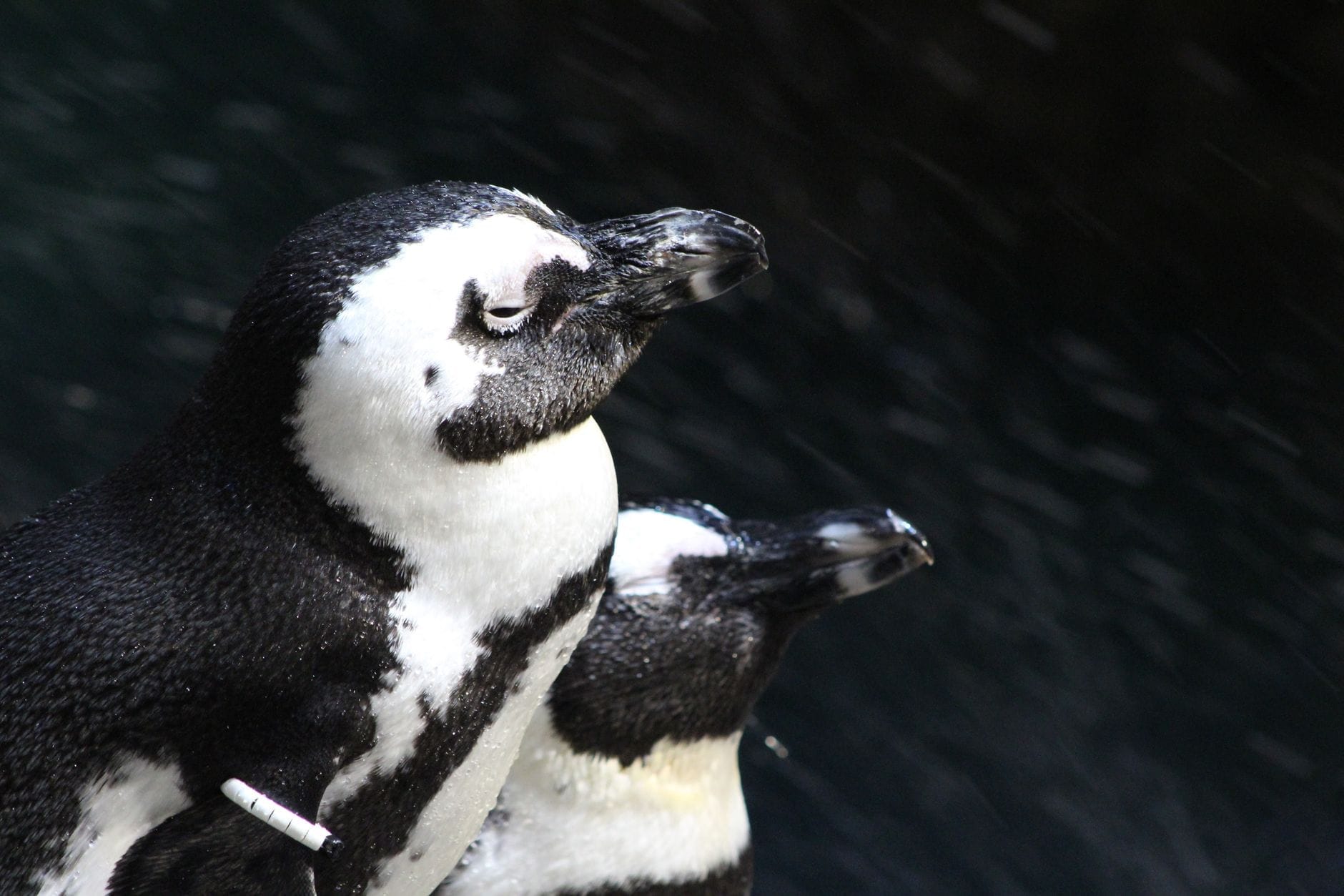 Primo piano di due pinguini con piumaggio bianco e nero in piedi vicino all'acqua in un acquario ben illuminato.