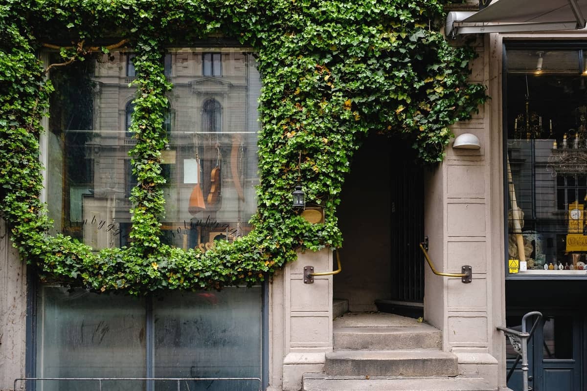 Ivy-covered entrance to a modern restaurant or café in Copenhagen, with large glass windows and a minimal outside seating area.