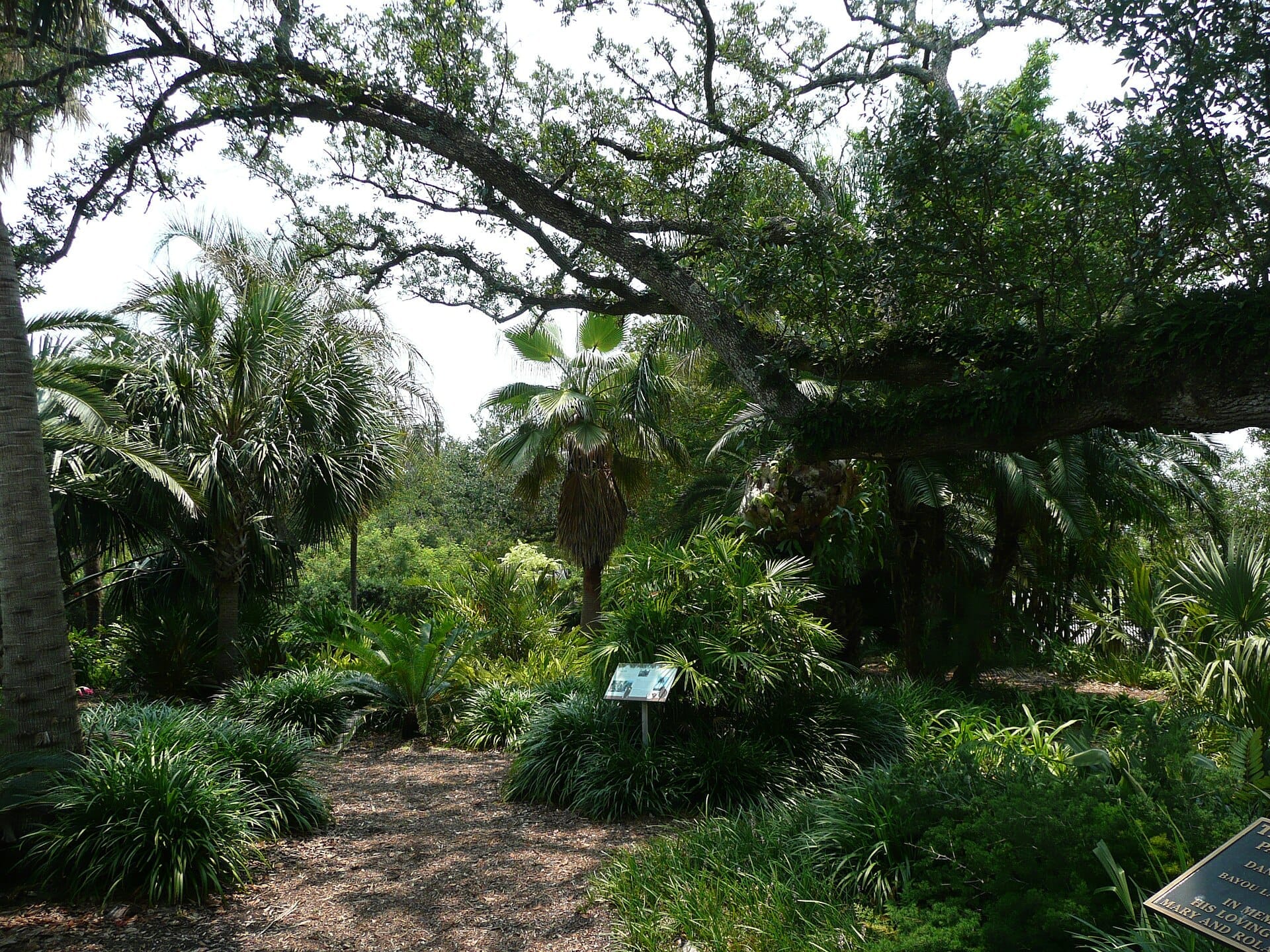 Lussureggianti piante tropicali e imponenti rami di quercia riempiono un soleggiato sentiero al New Orleans Botanical Garden nel City Park.