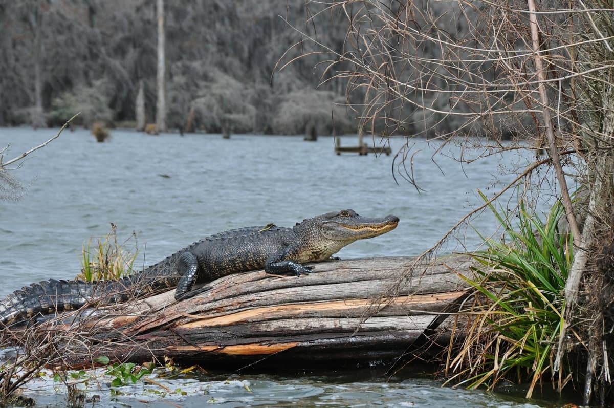 Alligator resting on a log surrounded by water, plants, and trees in a southern swamp landscape.