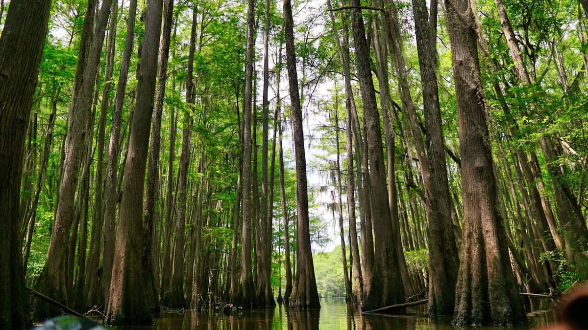 Lush green cypress trees standing in calm swamp water, viewed at water level, evoking the feeling of kayaking through New Orleans wetlands.