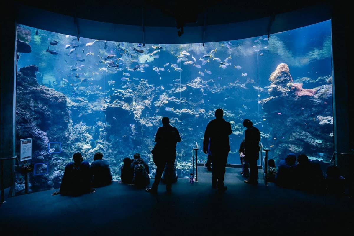 People silhouetted in front of a large, blue-lit aquarium tank with rocks, coral, and many swimming fish.
