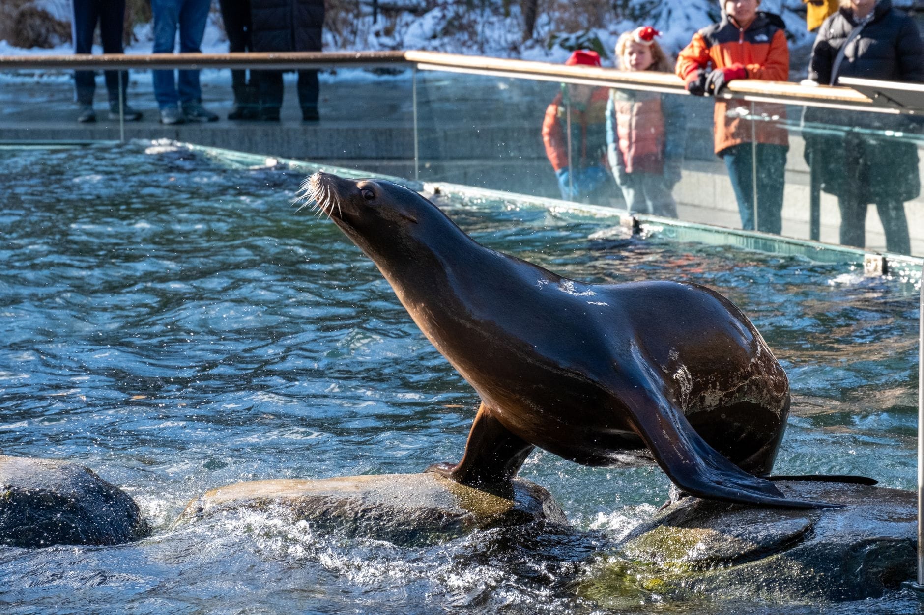 Un leone marino emerge dall'acqua sulle rocce in un'area espositiva all'aperto mentre i visitatori osservano dall'altra parte del vetro in un acquario