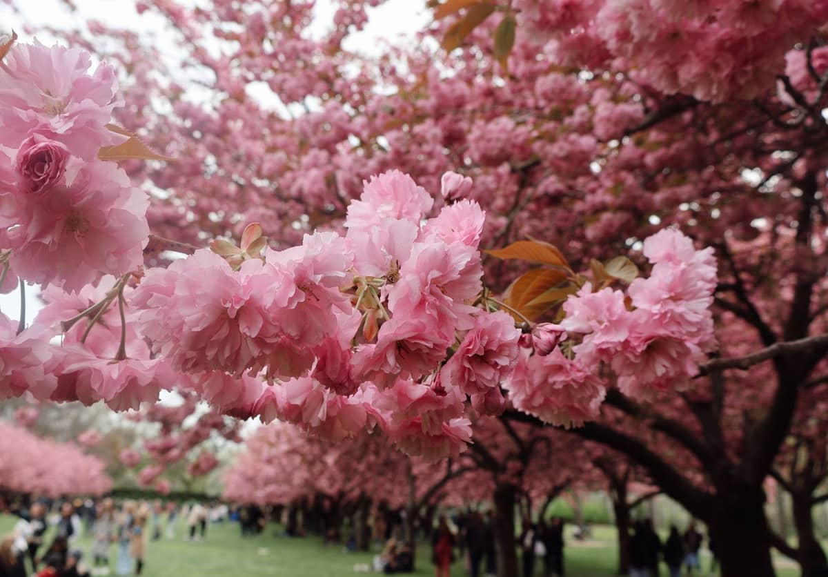 Nahaufnahme leuchtender Kirschblüten mit Menschen, die den Frühling unter blühenden Bäumen in einem Park genießen, und an den Brooklyn Botanic Garden erinnert.