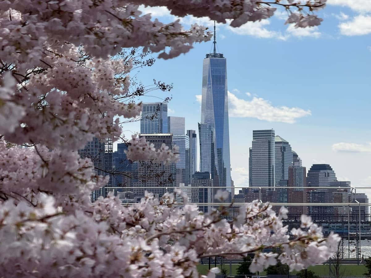 Blick auf die Skyline von New York City mit dem One World Trade Center, eingerahmt von blühenden Kirschblüten im Frühling, unter einem blauen Himmel.
