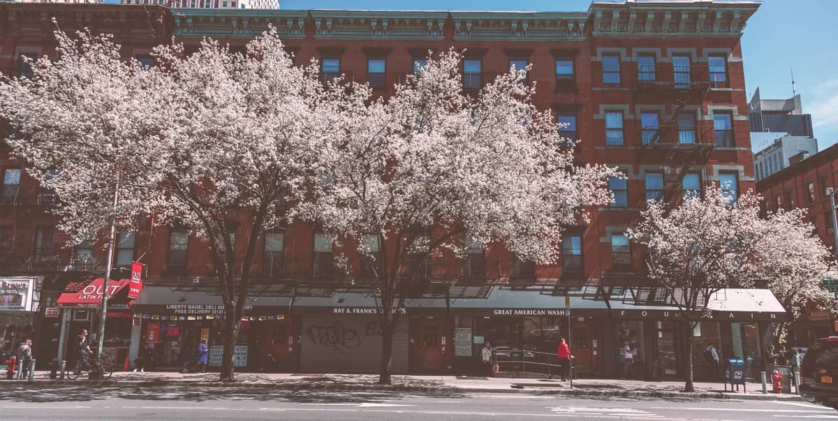 วิวถนนในย่าน Harlem เมือง New York City พร้อมอาคาร brownstone ประวัติศาสตร์และต้นไม้ออกดอกในฤดูใบไม้ผลิ