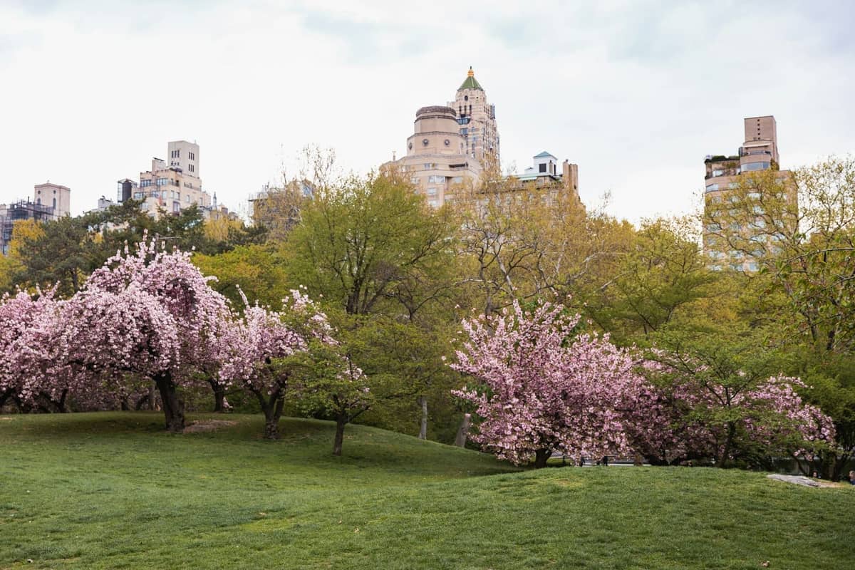 Frühlingsszene im Central Park mit blühenden Kirschbäumen und historischen Gebäuden von New York City im Hintergrund.