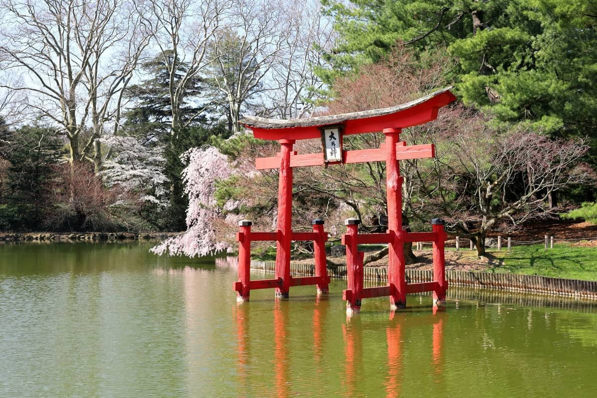 Ein lebhaft rotes Torii steht neben einem Teich, umgeben von blühenden Kirschblütenbäumen in einem üppigen japanischen Garten.