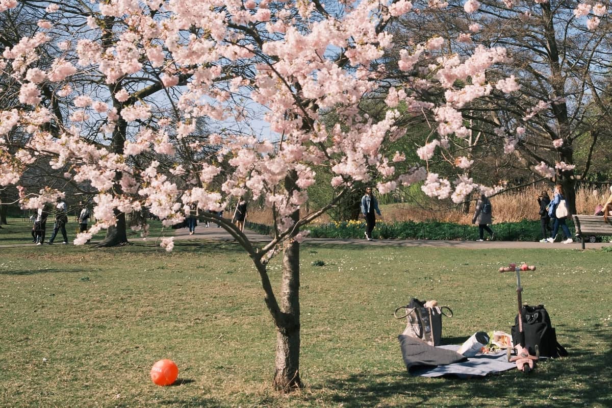 Frühlingsszene in einem Stadtpark mit einem blühenden Kirschbaum, Picknickdecke, Scooter und vereinzelten Menschen im Hintergrund.