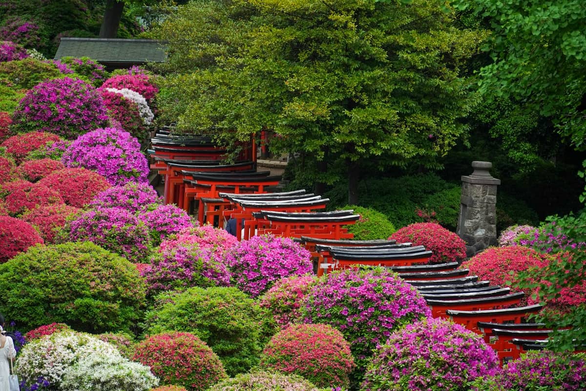 A landscape view of Nezu Shrine’s famous vermilion torii gate tunnel surrounded by lush blooming azaleas in vibrant pink and purple colors in spring.