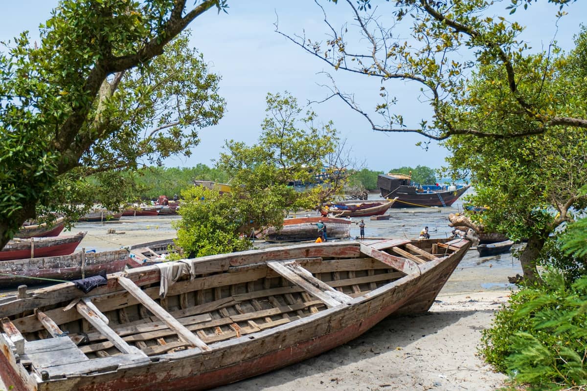 Kilka drewnianych dhow na różnych etapach budowy w zalesionym, nadmorskim terenie w Nungwi – drzewa i namorzyny otaczają niedokończone łodzie.