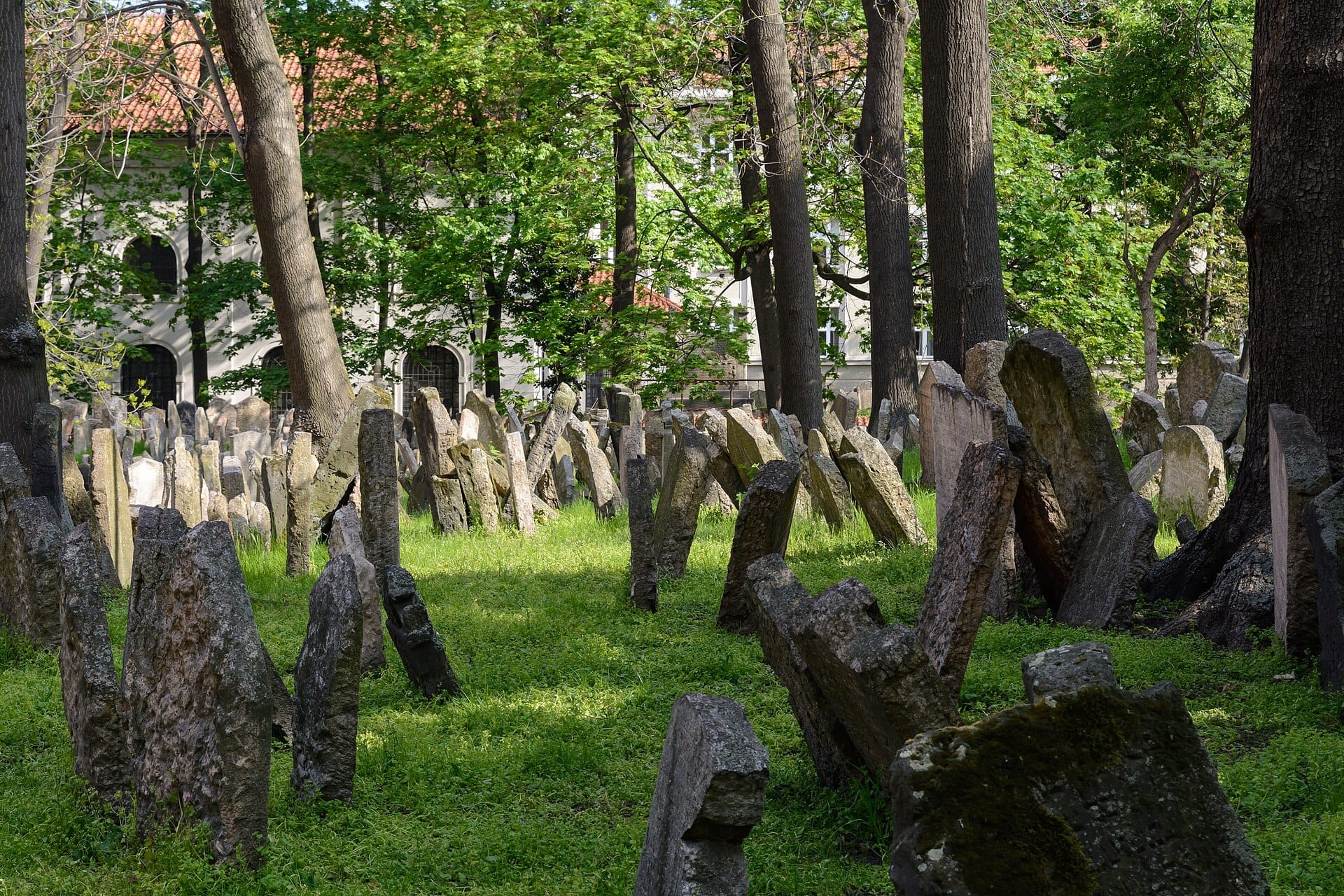 Stary Cmentarz Żydowski w Pradze z gęsto upakowanymi, zwietrzałymi nagrobkami otoczonymi zieloną trawą, liściastymi drzewami i historycznym budynkiem w tle.
