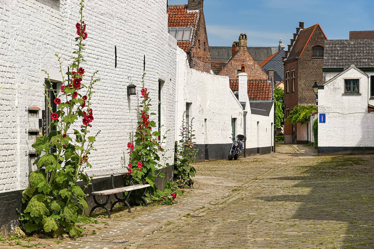 Cobblestone lane at Old St Elizabeth Beguinage in Ghent, bordered by whitewashed brick houses, red hollyhocks, and historic roofs in sunlight.