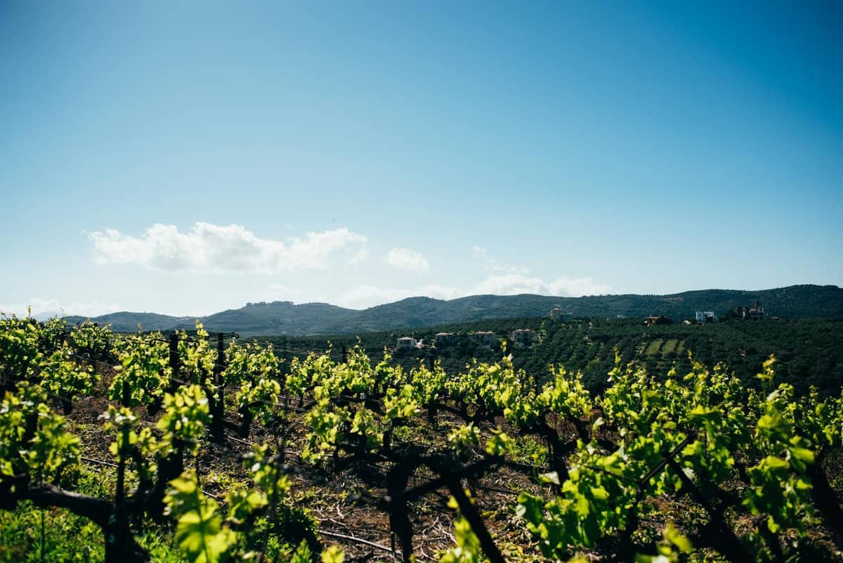 Vigneti che si estendono sulle colline ondulate dell'entroterra di Maiorca con montagne lontane sotto un cielo azzurro brillante.
