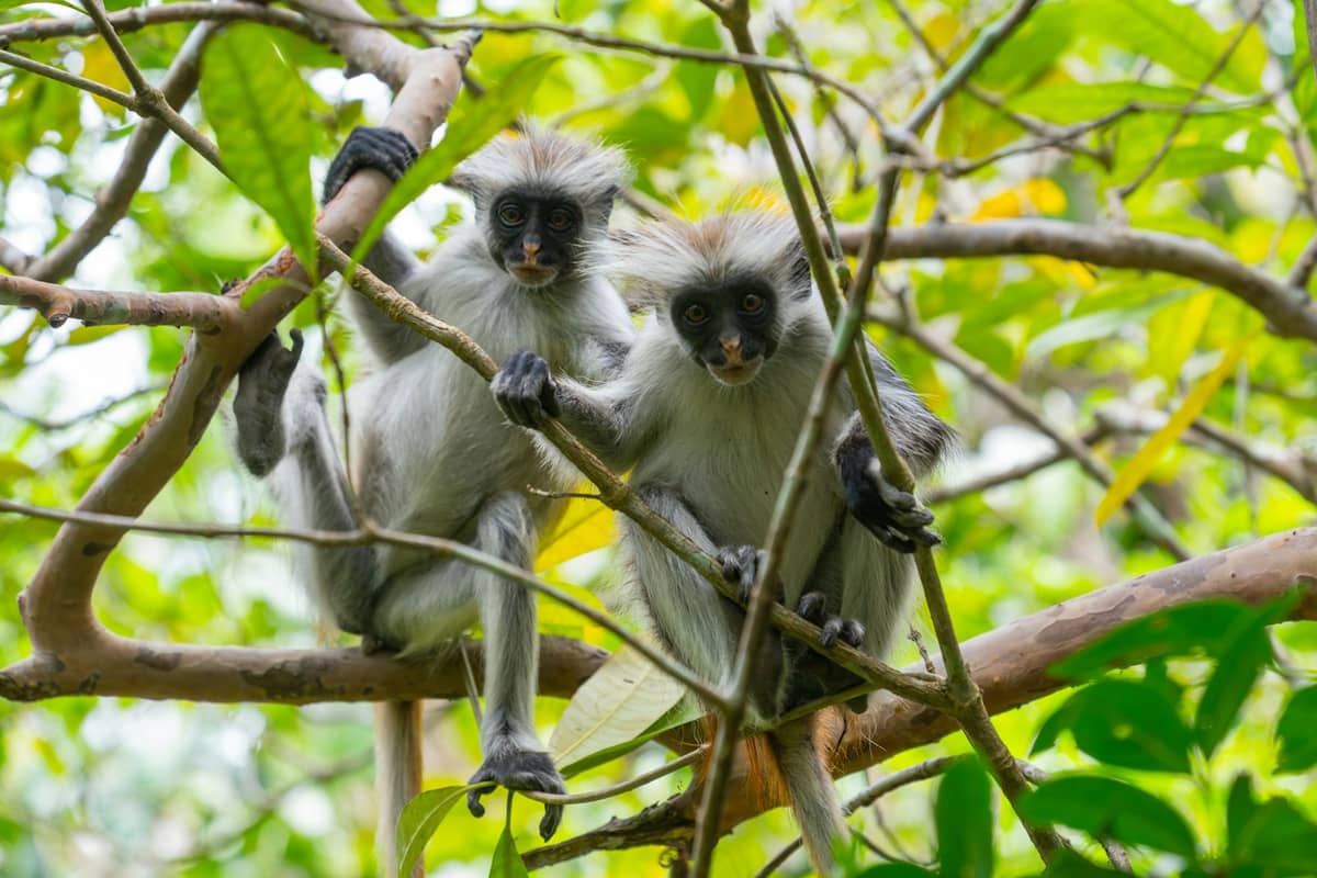 Two Zanzibar red colobus monkeys sitting together in lush green forest trees.