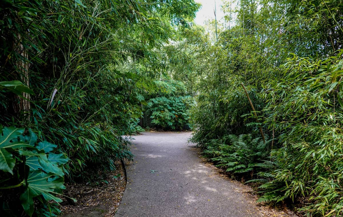 Ein gepflasterter Gartenweg, umgeben von üppigem Bambus und tropischen Pflanzen, der eine abgeschiedene und ruhige Atmosphäre in einem botanischen Garten hervorruft.
