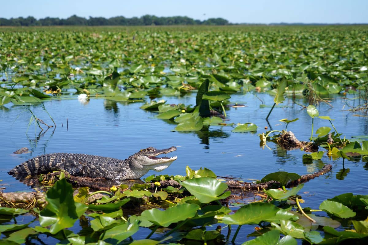 Amerikanischer Alligator, der auf einem Baumstamm in einem Feuchtgebiet in Florida ruht, umgeben von schwimmenden Seerosenblättern unter einem strahlend blauen Himmel