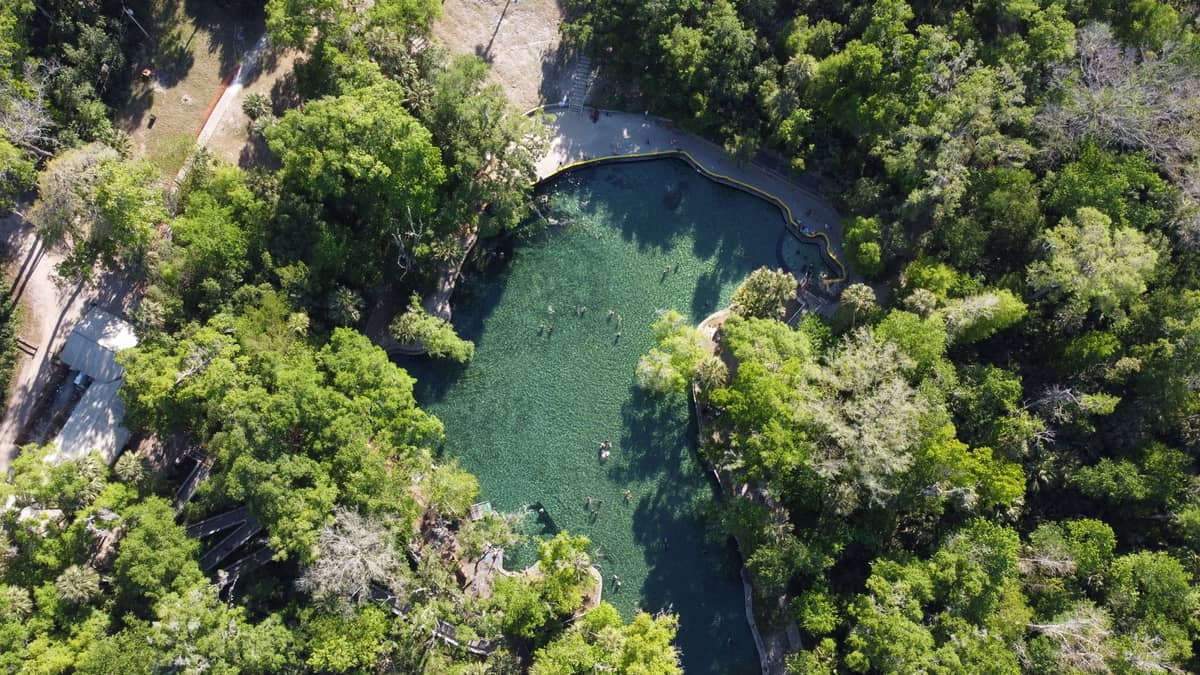 Aerial view of a large, clear greenish-blue natural spring pool surrounded by lush Florida forest with swimmers visible in the water.