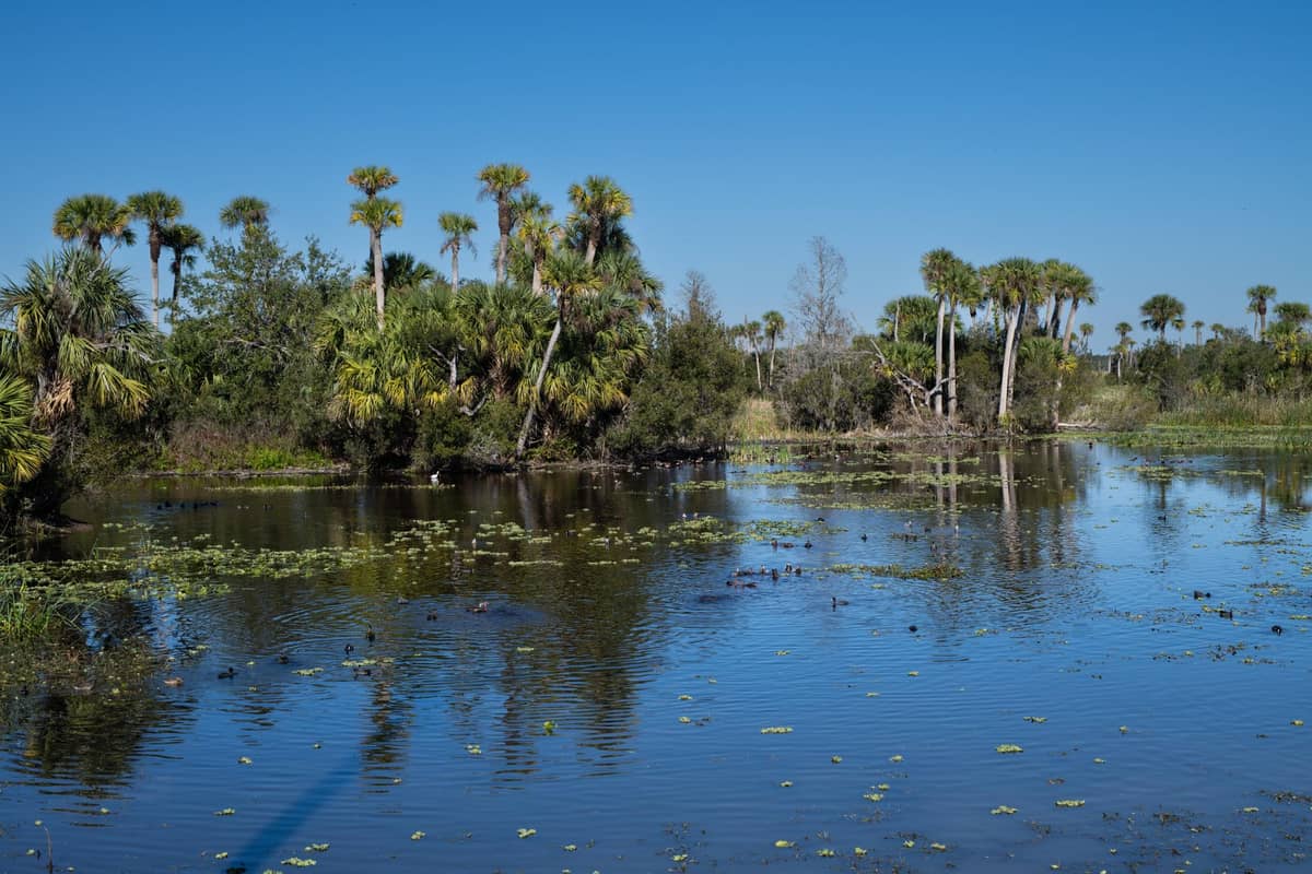 Palmen und üppige Vegetation rund um einen spiegelglatten Quellteich unter einem klaren blauen Himmel in Central Florida.