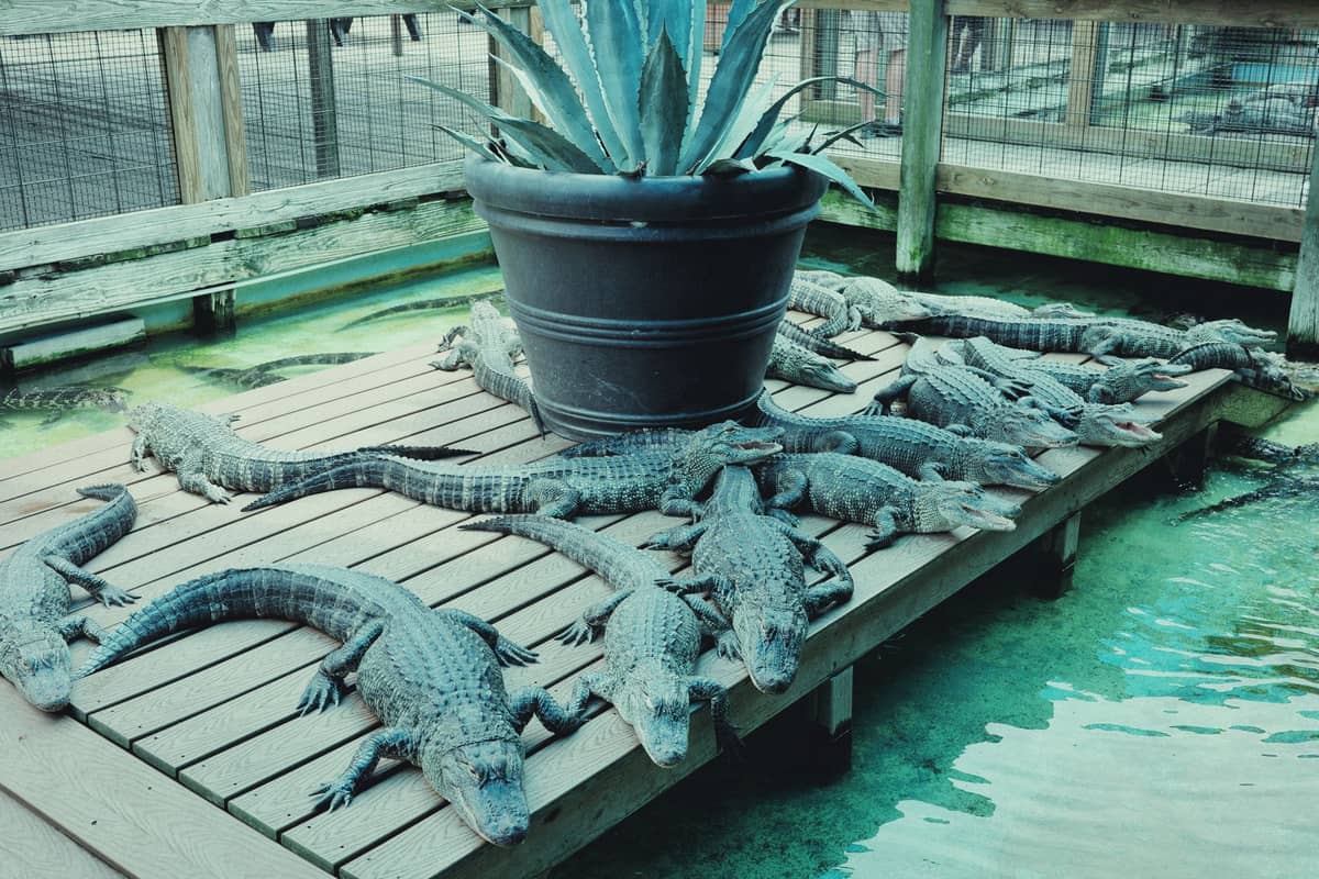 Gruppe von Alligatoren, die auf einer Holzplattform in einem eingezäunten Wasserbecken ruhen, was auf eine einzigartige tierische Attraktion hindeutet.