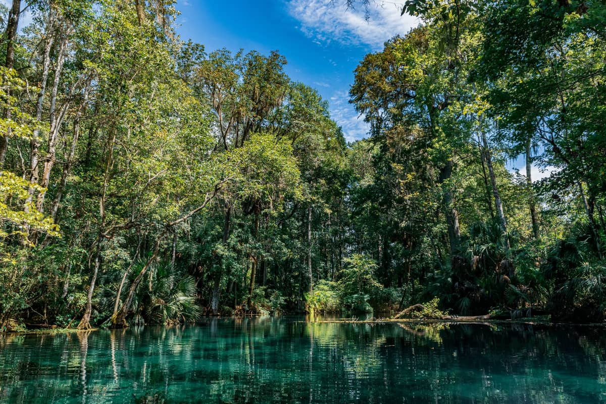 Paysage printanier de Floride avec une eau turquoise cristalline, une forêt verdoyante luxuriante et un ciel bleu, typique des aventures nature en Floride centrale