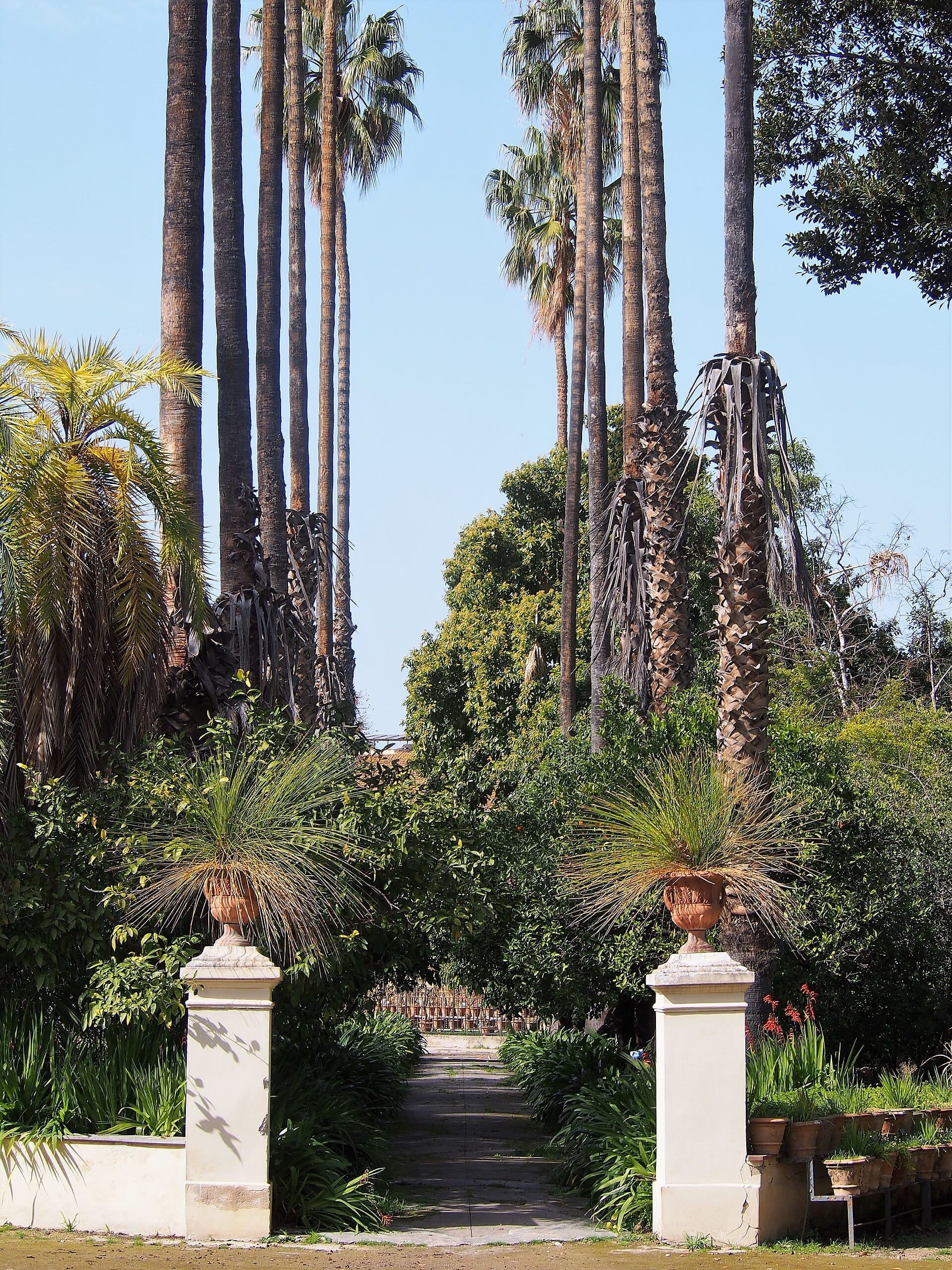 Eingangsweg des Orto Botanico di Palermo gesäumt von hohen Palmen, üppigem Grün und dekorativen Topfpflanzen unter strahlend blauem Himmel.