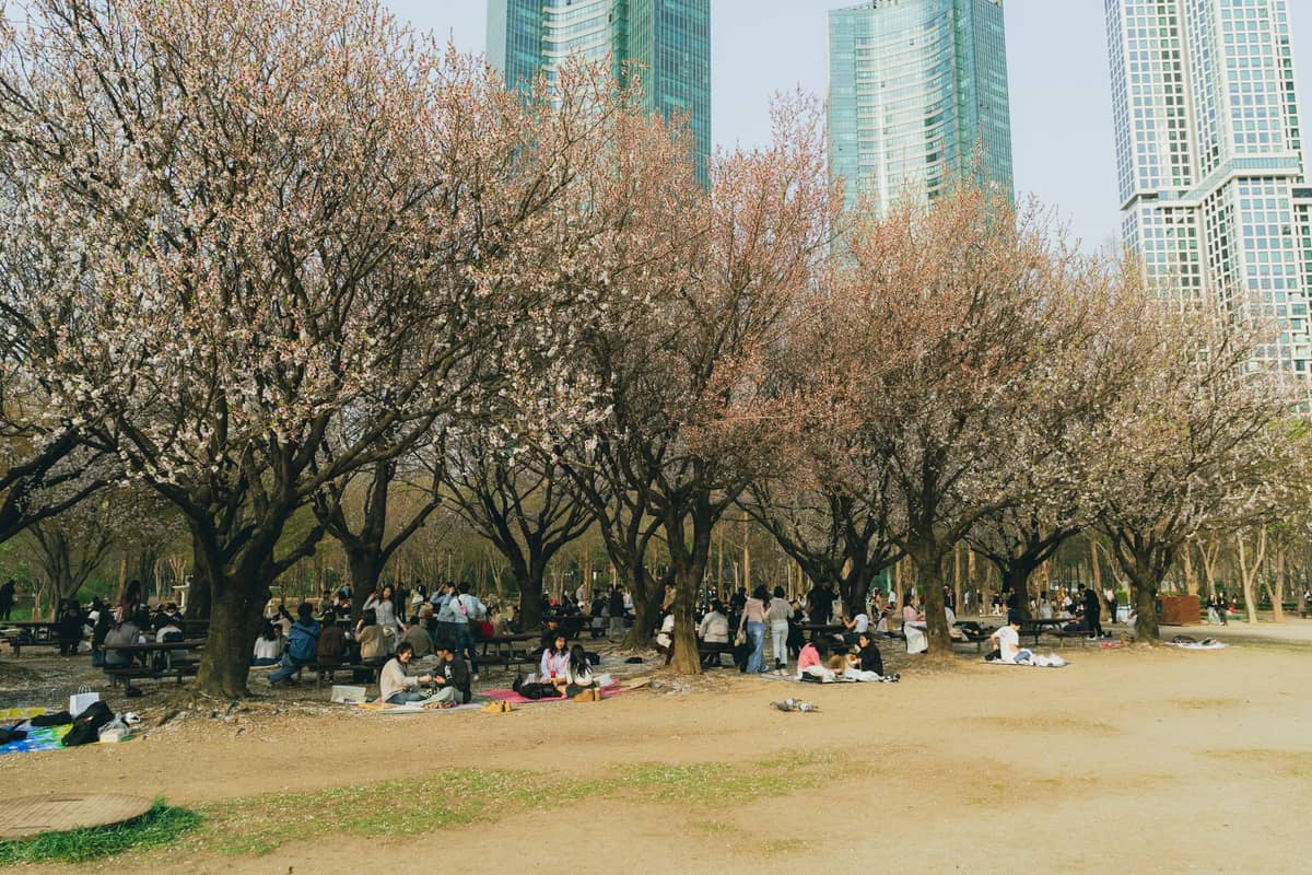 Groups of people having hanami picnics under blooming cherry blossom trees in an urban park, with city skyscrapers in the background.