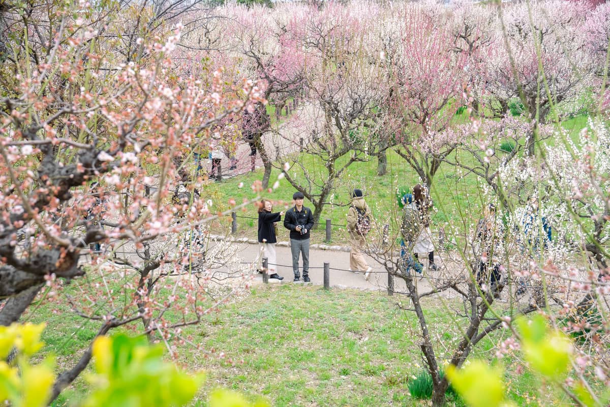 People stroll among blooming cherry trees and various blossom phases in a park, showcasing early and peak cherry blossom season in Osaka.