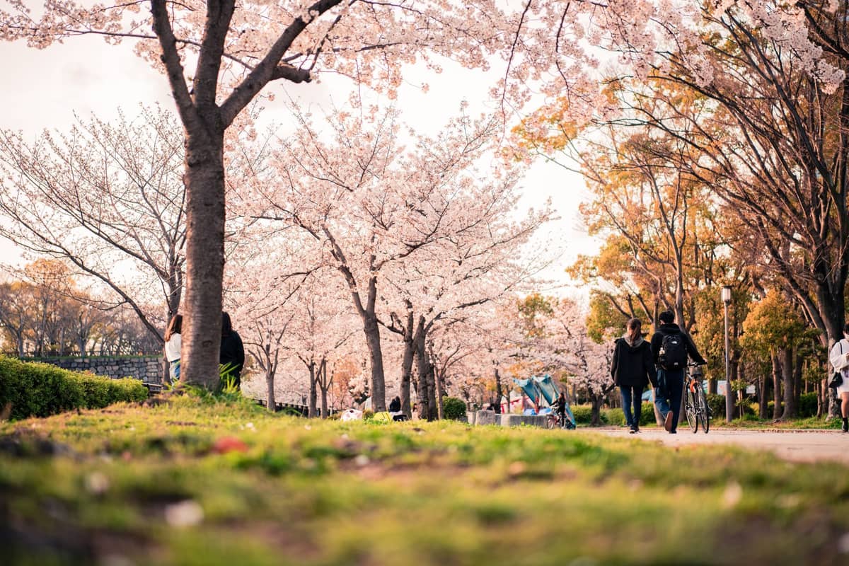 People walking and biking along a path lined with cherry blossom trees in Osaka during spring season.