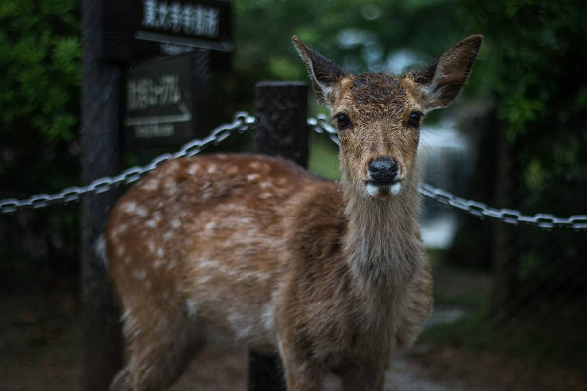 Close-up of a deer standing in Nara Park, with green foliage and a wooden sign in the background.