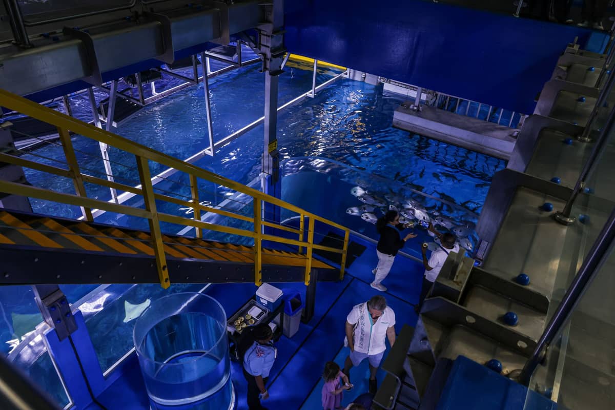 View from above of people standing near a large indoor aquarium tank with fish and blue walls, inside a public aquarium setting.